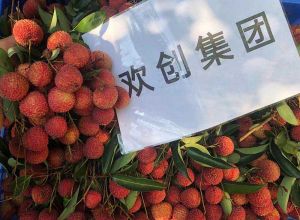 夏日好“枝”味，开元(中国)集团发福“荔”啦